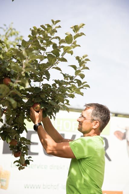 Mann pflückt Äpfel von einem Baum an einem sonnigen Tag