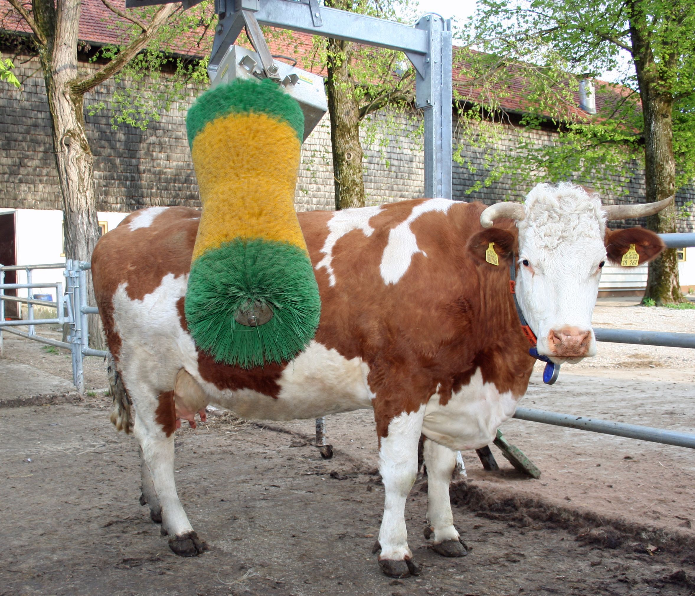 Braun-weiße Kuh benutzt eine große automatische Bürste im Freien auf einem Bauernhof.