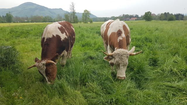Zwei braun-weiße Kühe weiden auf einer grünen Wiese mit Bergen im Hintergrund.