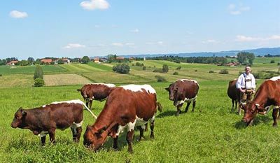 Bauern mit Kühen auf einer grünen Weide vor einem ländlichen Dorf und blauem Himmel