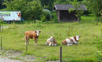 Drei braun-weiße Kühe auf einer grünen Weide vor einer Scheune und einem Lecker-Werbeschild