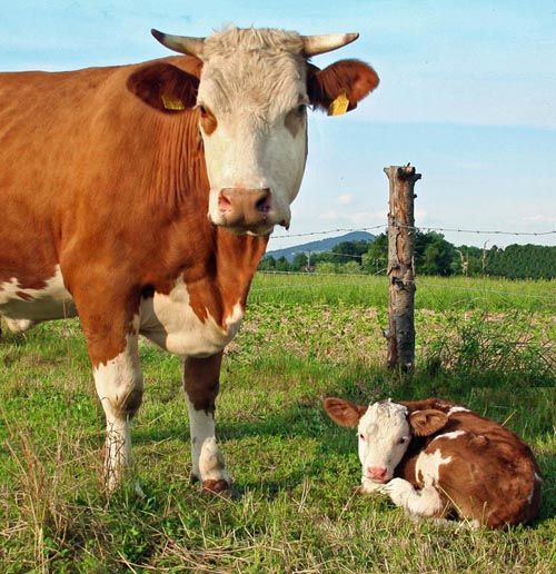 Braune Kuh steht auf Wiese neben Kalb, das auf Gras liegt, mit Zaun und Hügel im Hintergrund