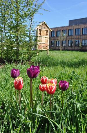 Bunte Tulpenwiese vor einem Insektenhotel und einem modernen Bürogebäude an einem sonnigen Tag