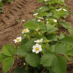 Erdbeerpflanzen mit weißen Blüten wachsen auf einem Feld mit Brauner Erde