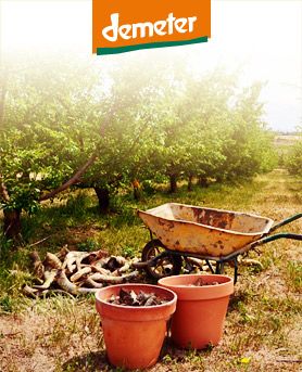 Ein Garten mit Obstbäumen, verrosteter Schubkarre, zwei Tontöpfen und einem Demeter-Logo oben