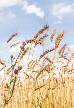 Goldene Weizenähren und Disteln vor blauem Himmel mit weißen Wolken