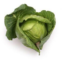 Grüner Kopfkohl mit großen Blättern auf weißem Hintergrund