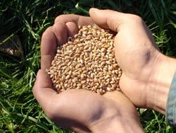 Zwei Hände halten eine Menge Weizenkörner über grünem Gras