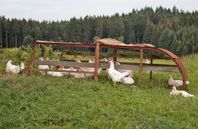 Hühner und Gänse auf grüner Wiese neben einem mobilen Hühnermobil vor Wald