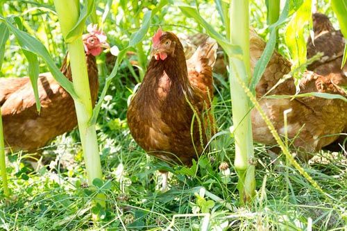 Hühner im grünen Maisfeld zwischen Pflanzen stehend und pickend
