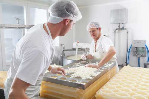Zwei Männer in Schutzkleidung stellen Käse in einer Molkerei her