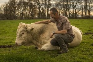 Ein Mann kniet neben einer liegenden weißen Kuh auf einer grünen Wiese bei Sonnenuntergang