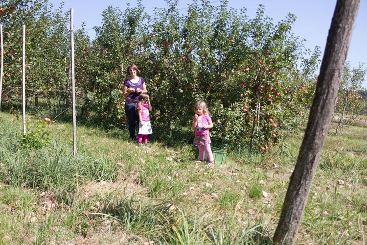 Drei Personen pflücken Äpfel in einem Apfelgarten an einem sonnigen Tag