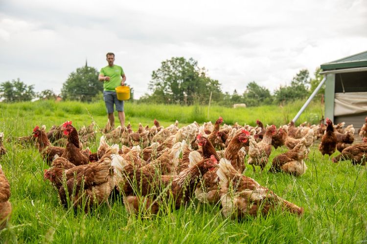 Mann füttert zahlreiche Hühner auf einer grünen Wiese vor einem Hühnerstall