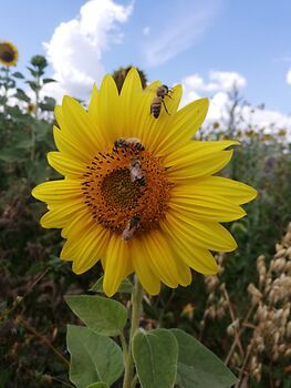 Nahaufnahme einer Sonnenblume mit mehreren Bienen, blauer Himmel und Wolken im Hintergrund