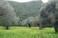 Olivenhain mit grünen Bäumen und blühender Wiese vor bewaldetem Hügel in sonnigem Wetter