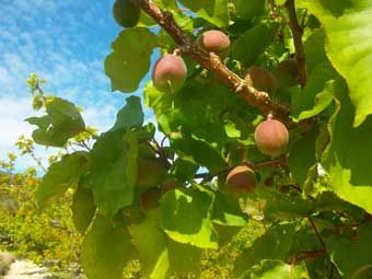 Reife Aprikosen an einem Ast mit grünen Blättern vor blauem Himmel