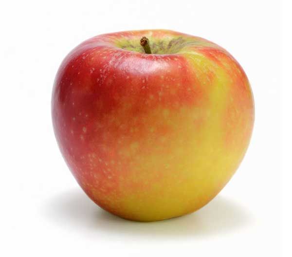 Frisch geernteter rot-gelb leuchtender Apfel auf weißem Hintergrund