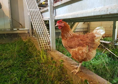 Rotes Huhn auf einer Betonmauer im Stall mit grünem Gras und Hühnerleiter