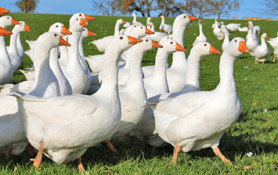 Eine große Gruppe weißer Gänse mit orangen Schnäbeln und Beinen auf grünem Gras vor blauem Himmel.