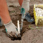 Person pflanzt weißen Spargel im Garten mit Handschuhen und Spaten
